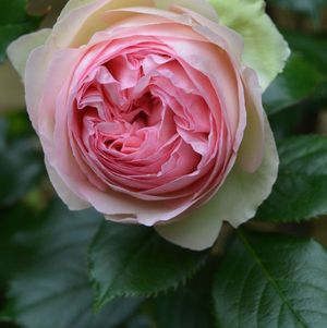 ROSE PIERRE DE RONSARD 50